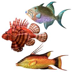Hogfish Wall Art Multi Bright