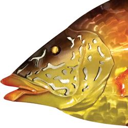 Hogfish Wall Art Multi Bright