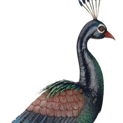 Standing Peacock Sculpture Multi Cool