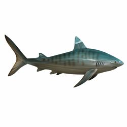 Tiger Shark Wall Art Sculpture Aqua