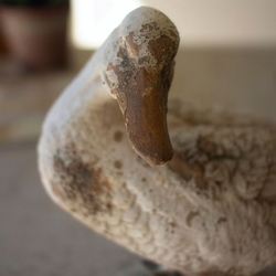Playful Duck Sculpture Weathered Ivory