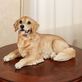 Golden Retriever Resting Dog Figurine Sculpture Thumbnail Image