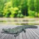 Alligator Outdoor Garden Sculpture Thumbnail Image