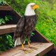 Royal Bald Eagle Indoor Outdoor Sculpture Thumbnail Image