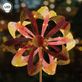 Blaze Rotating Solar Powered LED Lighted Outdoor Garden Wind Spinner Stake Thumbnail Image